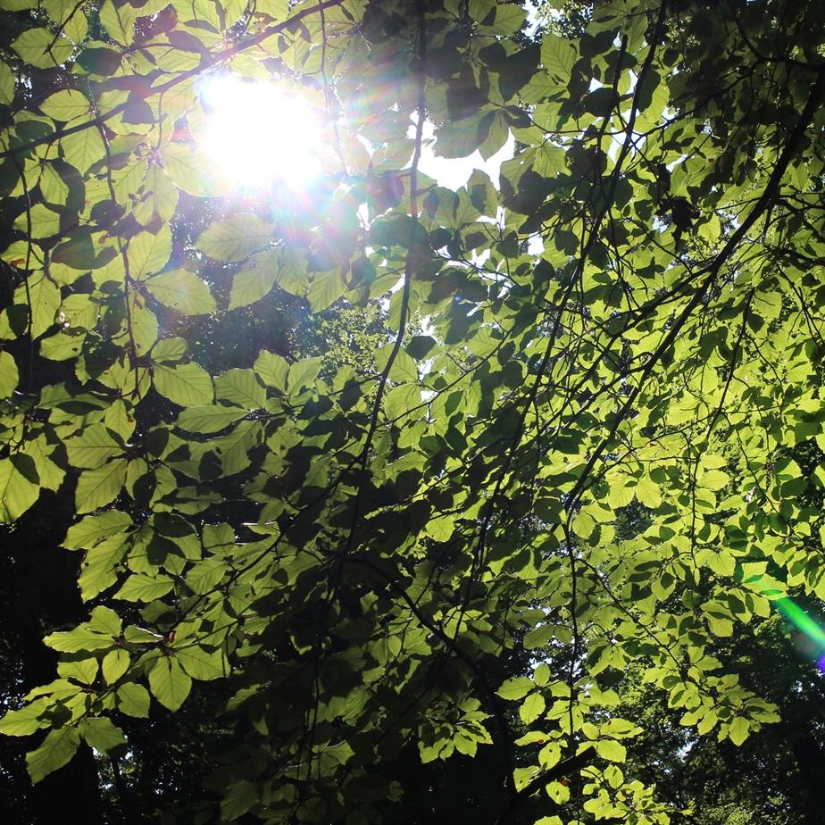 Durch ein grünes Blätterdach leuchtet die Sonne.